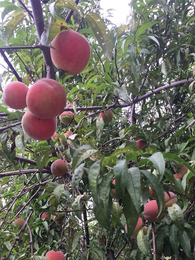 无公害蔬菜配送,天津市武清区萱庭果蔬,西青无公害蔬菜