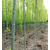 山东金叶复叶槭种植基地大量供应j金叶复叶槭树苗缩略图2