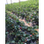 金昌草莓苗、乾纳瑞农业、草莓苗基地缩略图1