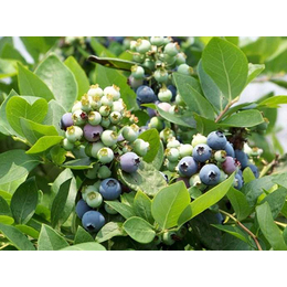 1年蓝莓苗|吴忠蓝莓苗|柏源农业(图)