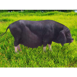江苏黑猪繁育基地低价批发生态黑母猪苗20-90斤
