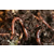 丰夷蚯蚓粪是个宝 土壤*怎么用缩略图2