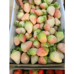 四季草莓苗价格|草莓苗|乾纳瑞农业(在线咨询)