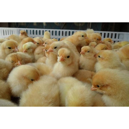 普洱土乌鸡养殖基地|顺兴禽业(在线咨询)|普洱土乌鸡