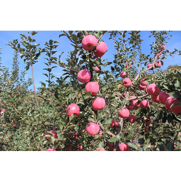 现代果业品种优势-苹果新品种-介绍之三