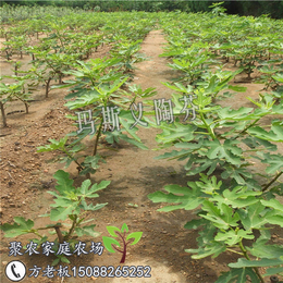 无花果苗木基地、聚农农场(在线咨询)、无花果苗