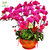 室内花卉租赁-蔡甸花卉租赁-美树花木(查看)缩略图1