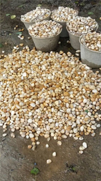 唐山鹅卵石|*石材|天然鹅卵石