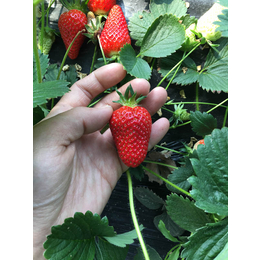 烟台草莓苗、乾纳瑞农业、草莓苗管理