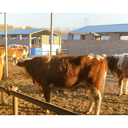 富贵肉牛养殖(图)|大型西门塔尔牛养殖场|青海西门塔尔牛