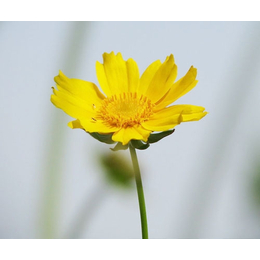 宿根花卉供应,宿根花卉,青州君诚花卉苗木公司