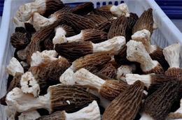 羊肚菌-金海生物(在线咨询)-盘锦羊肚菌