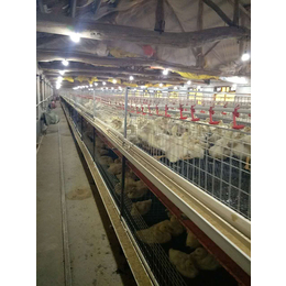 肉鸭笼子图片-运盈机械鸡笼生产厂家-肉鸭笼子