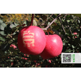 现代果业苹果苗(图)-苹果新品种基地-苹果新品种