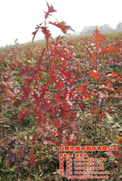 欧洲红栎修剪-临沂欧洲红栎-瑞天彩叶苗木(查看)