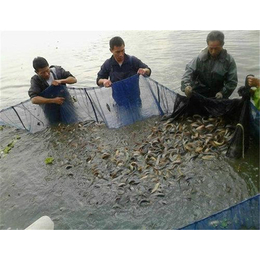 湖北百鑫瑞(图)|泥鳅养殖|江岸泥鳅