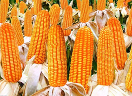 长年求购玉米-汉光现代农业(在线咨询)-珠海求购玉米
