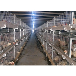 自动化肉鸡笼多少钱、鲁兴农牧(在线咨询)、自动化肉鸡笼