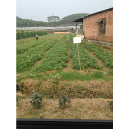 禅城蔬菜配送速度快_碧溪餐饮(****商家)