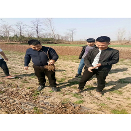 坤威农业红心猕猴桃苗(图)-如何种植猕猴桃-广州种植猕猴桃