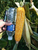 高产玉米新品种大棒玉米品种士海718缩略图1