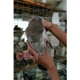 山东中鹏农牧(图)|商品鸽的价钱|葫芦岛商品鸽