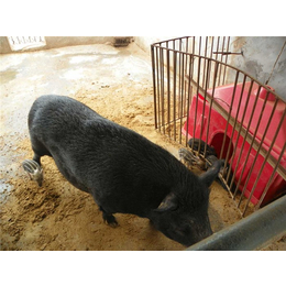 *种猪养殖、格六牧业(在线咨询)、*种猪