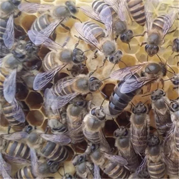 贵州蜂盛(图)、贵州蜜蜂养殖、蜜蜂养殖