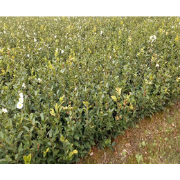 良种油茶树苗,油茶苗圃基地(在线咨询),宜春油茶树苗