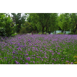 山东宿根草花|恒大花卉(在线咨询)|宿根草花