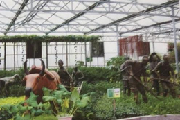 齐齐哈尔种植槽-寿光市泰宇机械-仙客来无土栽培种植槽采购