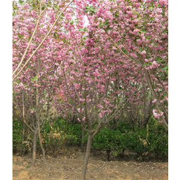 亿发园林(多图)-销售4公分樱花-盘锦4公分樱花