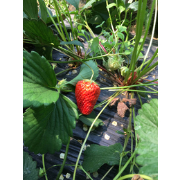 吕梁草莓苗|乾纳瑞农业|如何培育草莓苗