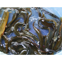 泥鳅养殖品种|广西泥鳅|鑫渔圣生态农业科技(图)