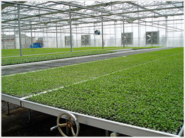 温室苗床材质选择 镀锌移动育苗床优势