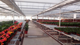 扬州蔬菜温室大棚移动苗床建造费用