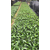 福建省供应紫花翠芦莉高度20厘米 大型种植场地被小苗批发缩略图3
