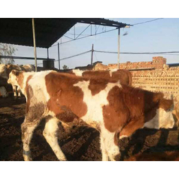 忻州西门塔尔牛|五个月的西门塔尔牛价格|富贵肉牛养殖