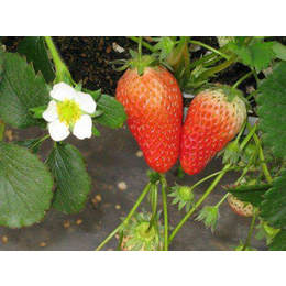 草莓苗、柏源农业、圣诞红草莓苗