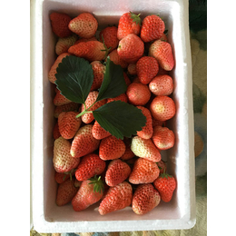 山西草莓苗_乾纳瑞农业_草莓苗种植方法