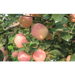 枣庄5公分苹果苗|开发区润丰苗木中心|5公分苹果苗批发价格