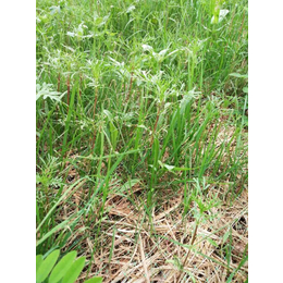 草毯-远景护坡植被毯绿化-扬州环保草毯批发