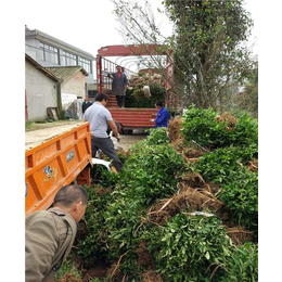 老林茶苗基地,骏达园艺(在线咨询),察隅县老林茶苗