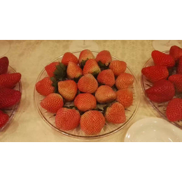 安徽草莓苗|乾纳瑞农业|培育草莓苗
