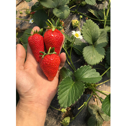乾纳瑞农业(图)、达塞草莓苗批发价、萍乡草莓苗