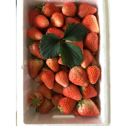 草莓苗哪家好,乾纳瑞农业,泉州草莓苗
