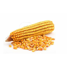 现金求购玉米-汉光现代农业(在线咨询)-呼伦贝尔求购玉米