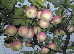 5公分苹果苗种植技术-5公分苹果苗-泰安市润丰苗木