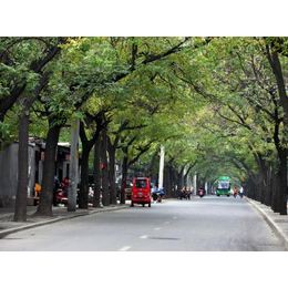 武汉农梦达生物工程(图)、城市行道树、行道树
