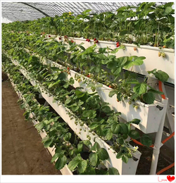 湖南大棚蔬菜草莓立体种植槽批发厂家